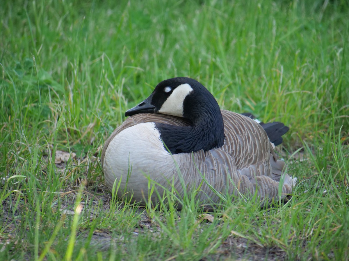 Canada Goose - ML620289415