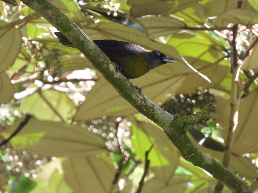 Dusky-faced Tanager - ML620289416