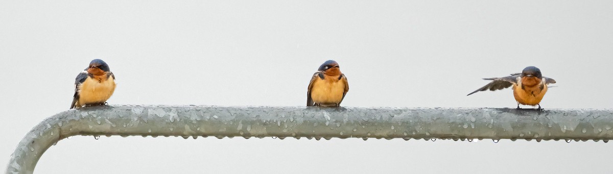 Barn Swallow - ML620289417