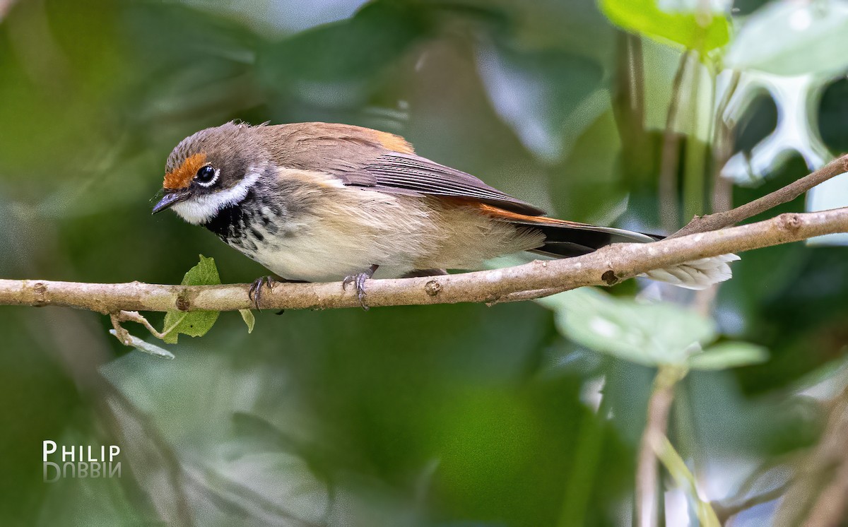 Australian Rufous Fantail - ML620289419