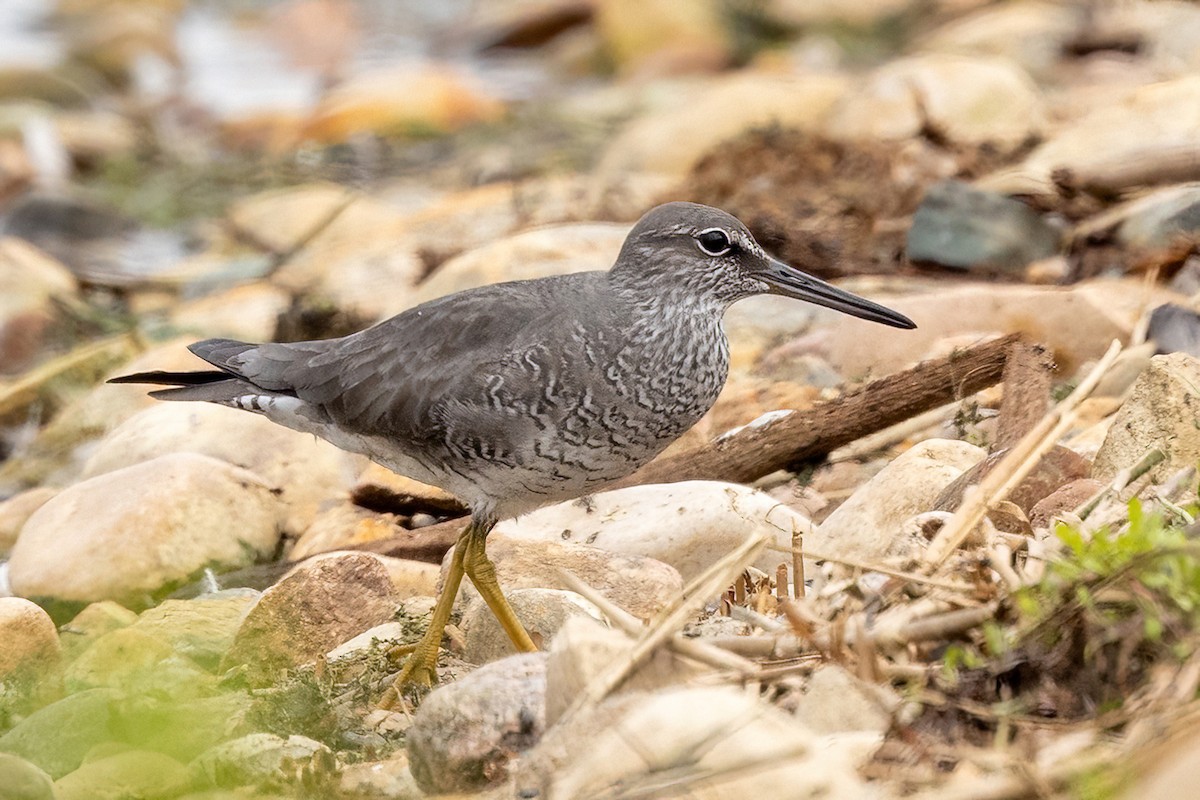 Wandering Tattler - ML620289421