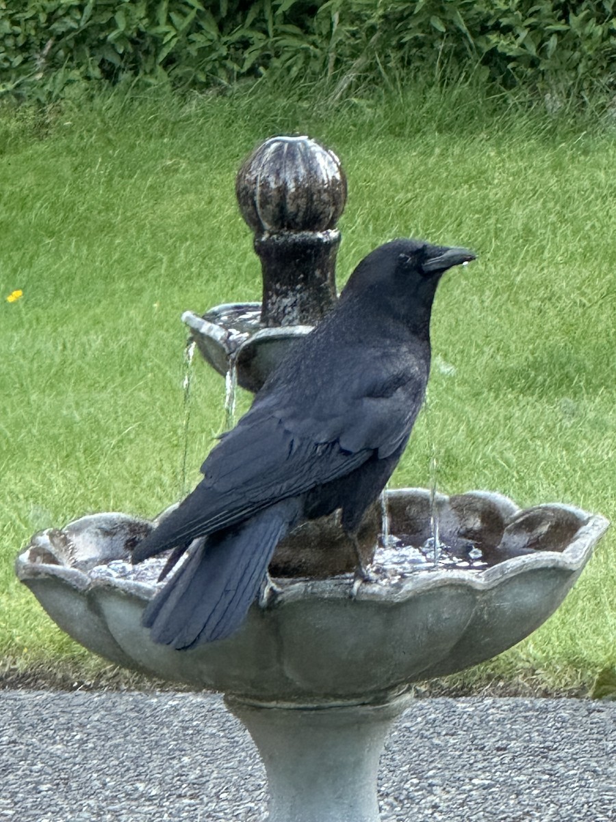 American Crow - ML620289422