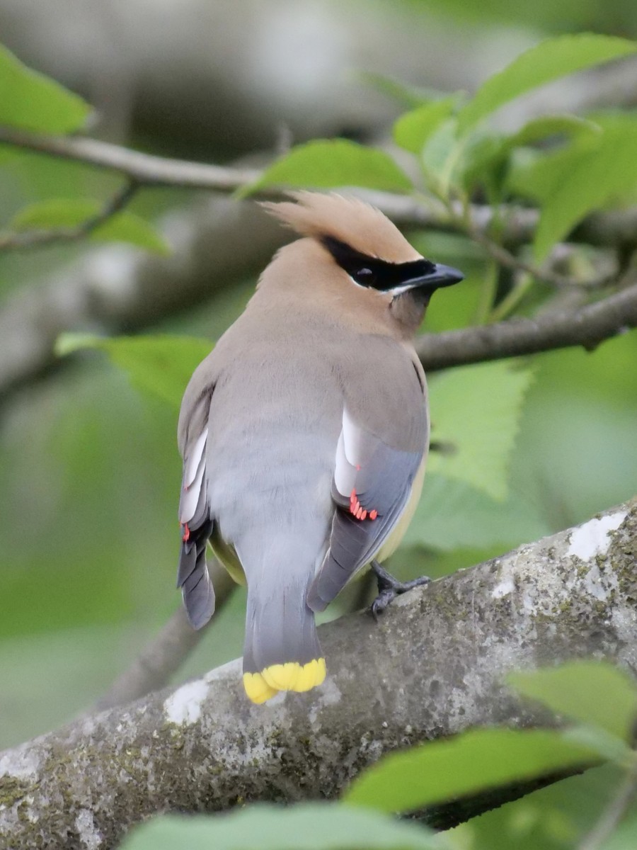 Cedar Waxwing - ML620289423