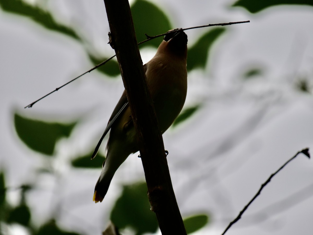 Cedar Waxwing - ML620289425