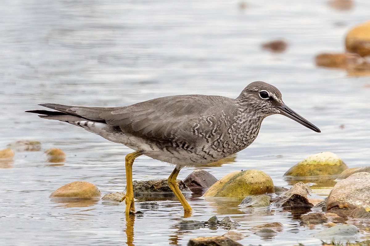 Wandering Tattler - ML620289426