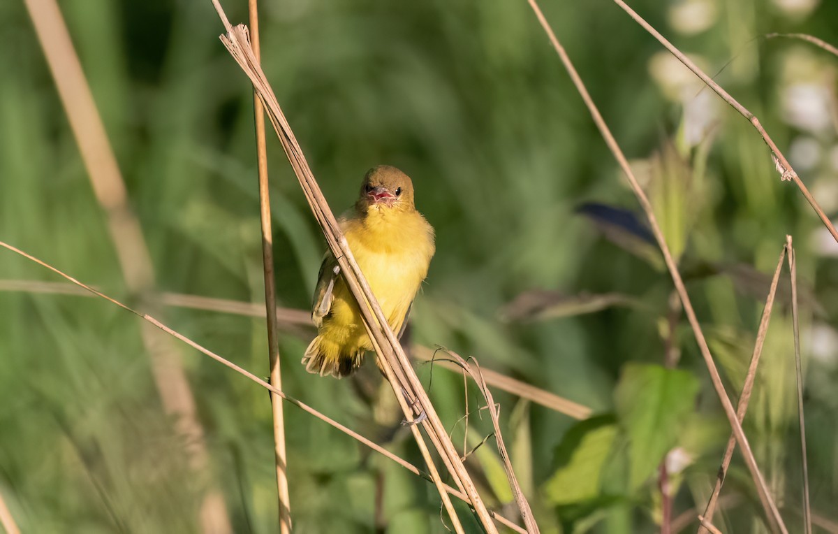 Orchard Oriole - ML620289427