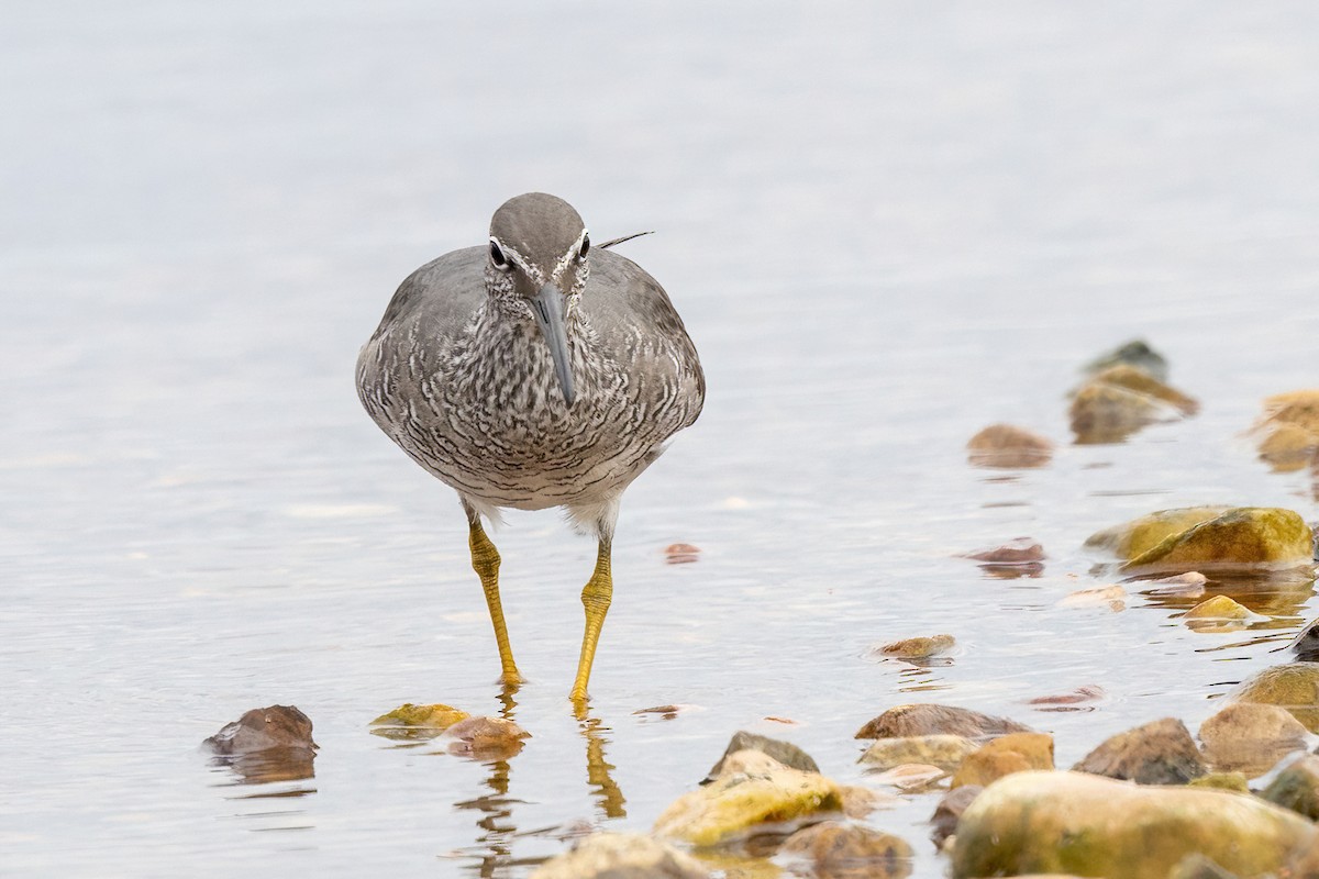 Wandering Tattler - ML620289429