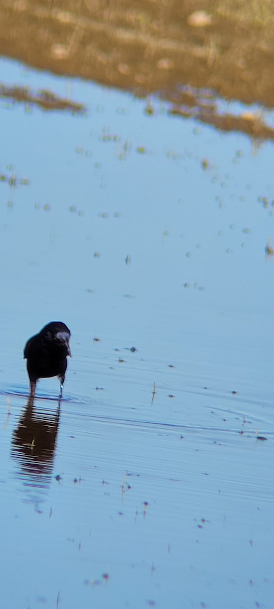 Common Grackle - ML620289434