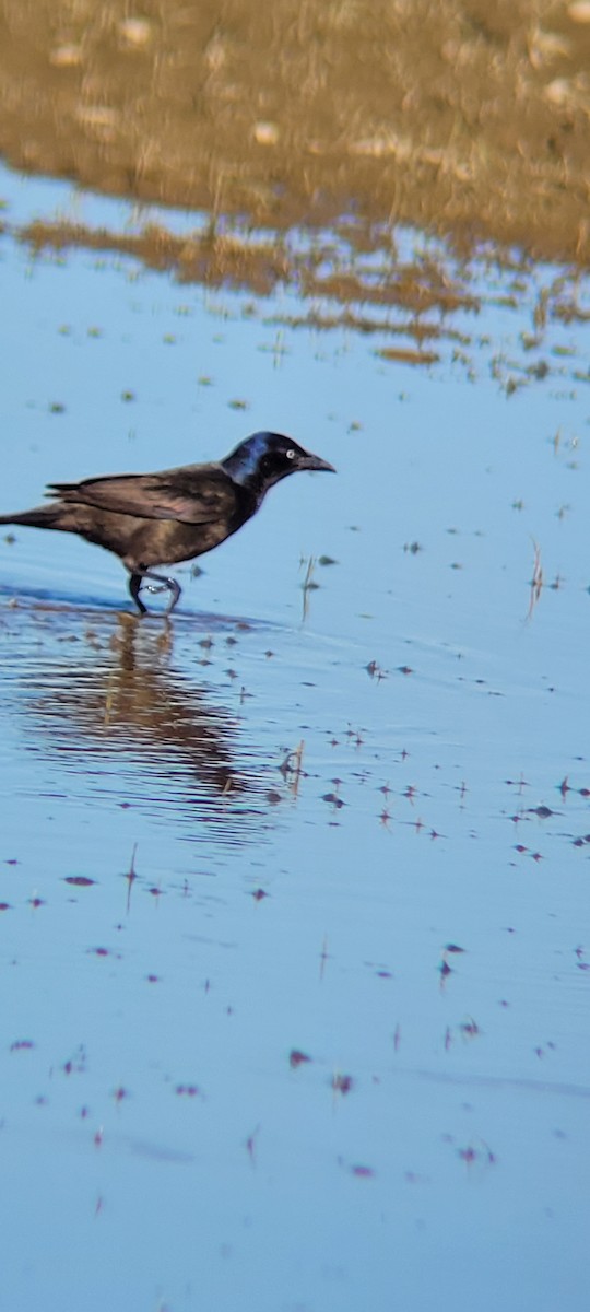 Common Grackle - ML620289435