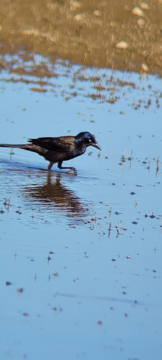 Common Grackle - ML620289438