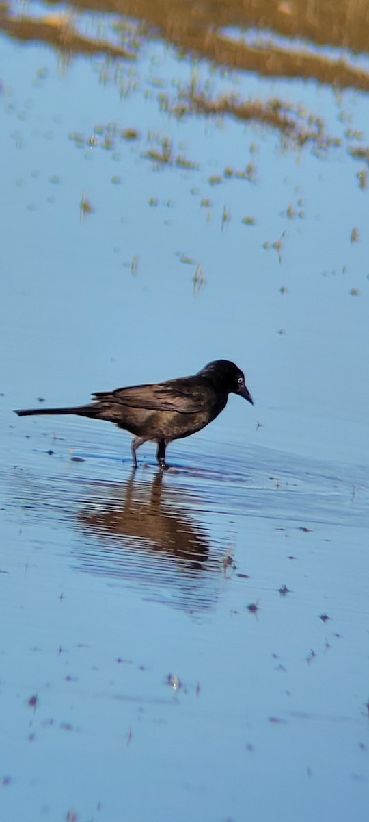 Common Grackle - ML620289439