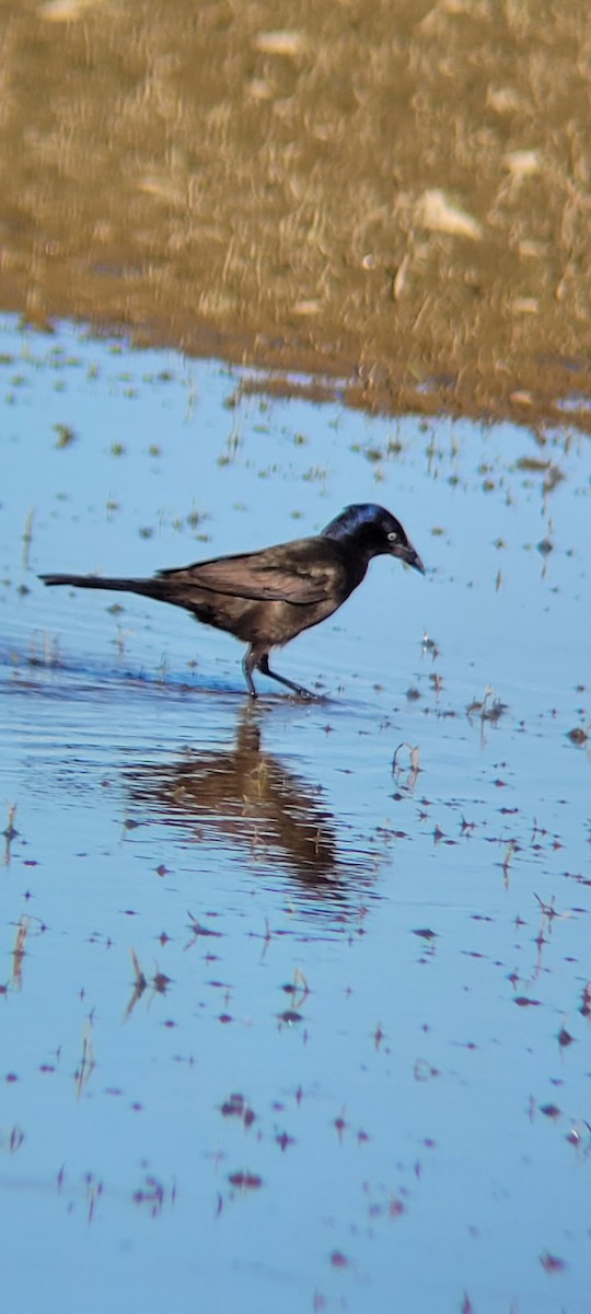 Common Grackle - ML620289442