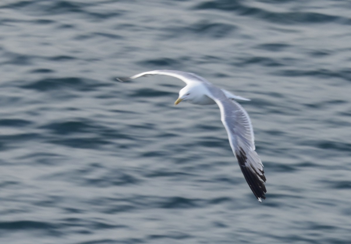 Yellow-legged Gull - ML620289446