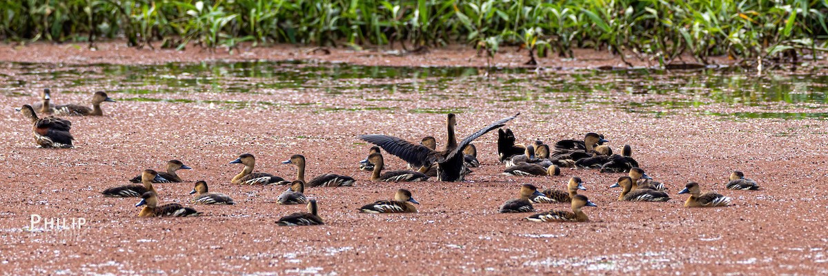 Dendrocygne à lunules - ML620289452