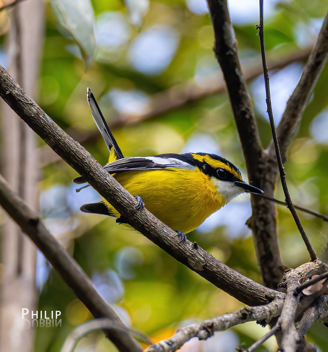 Yellow-breasted Boatbill - ML620289455