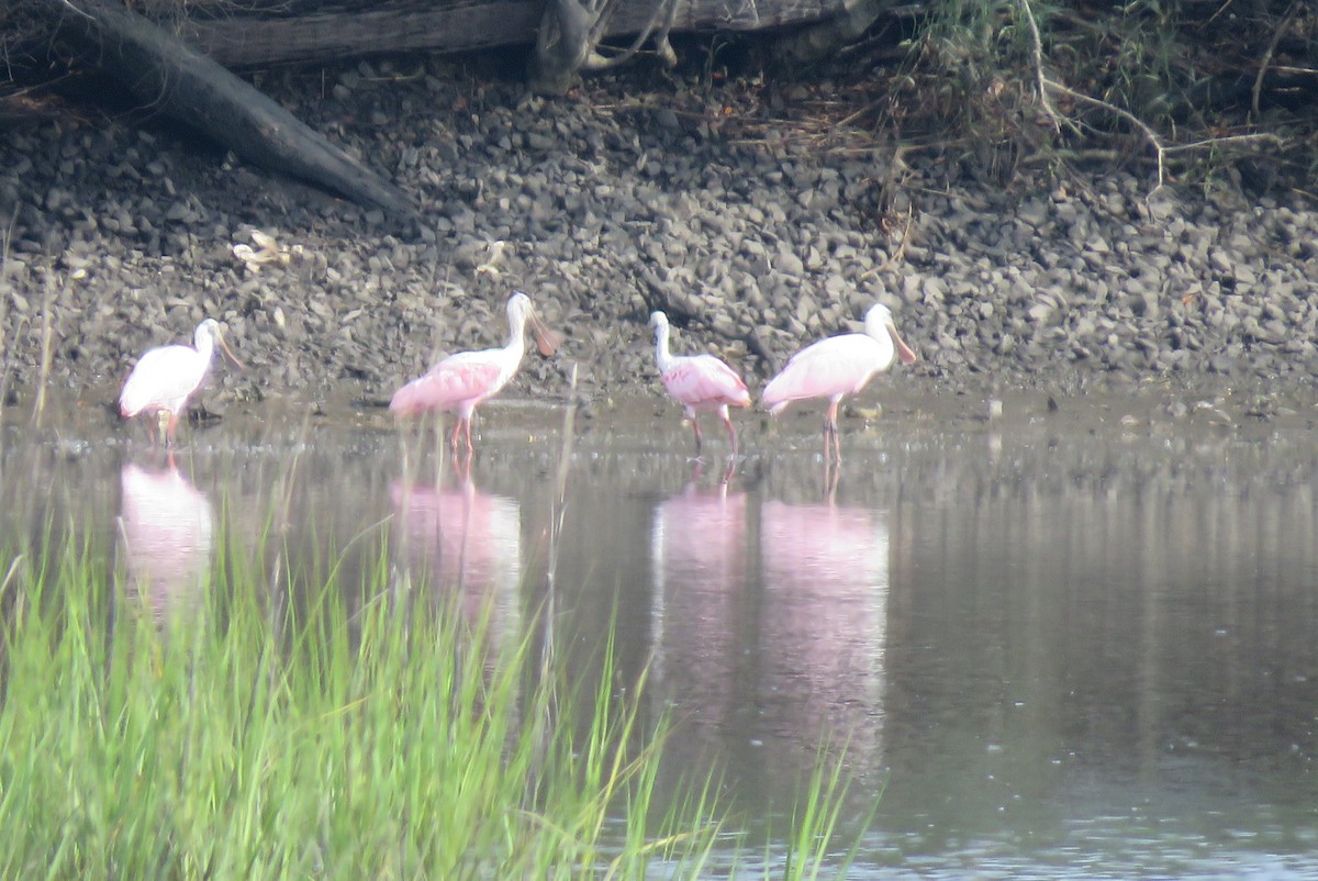 Roseate Spoonbill - ML620289456