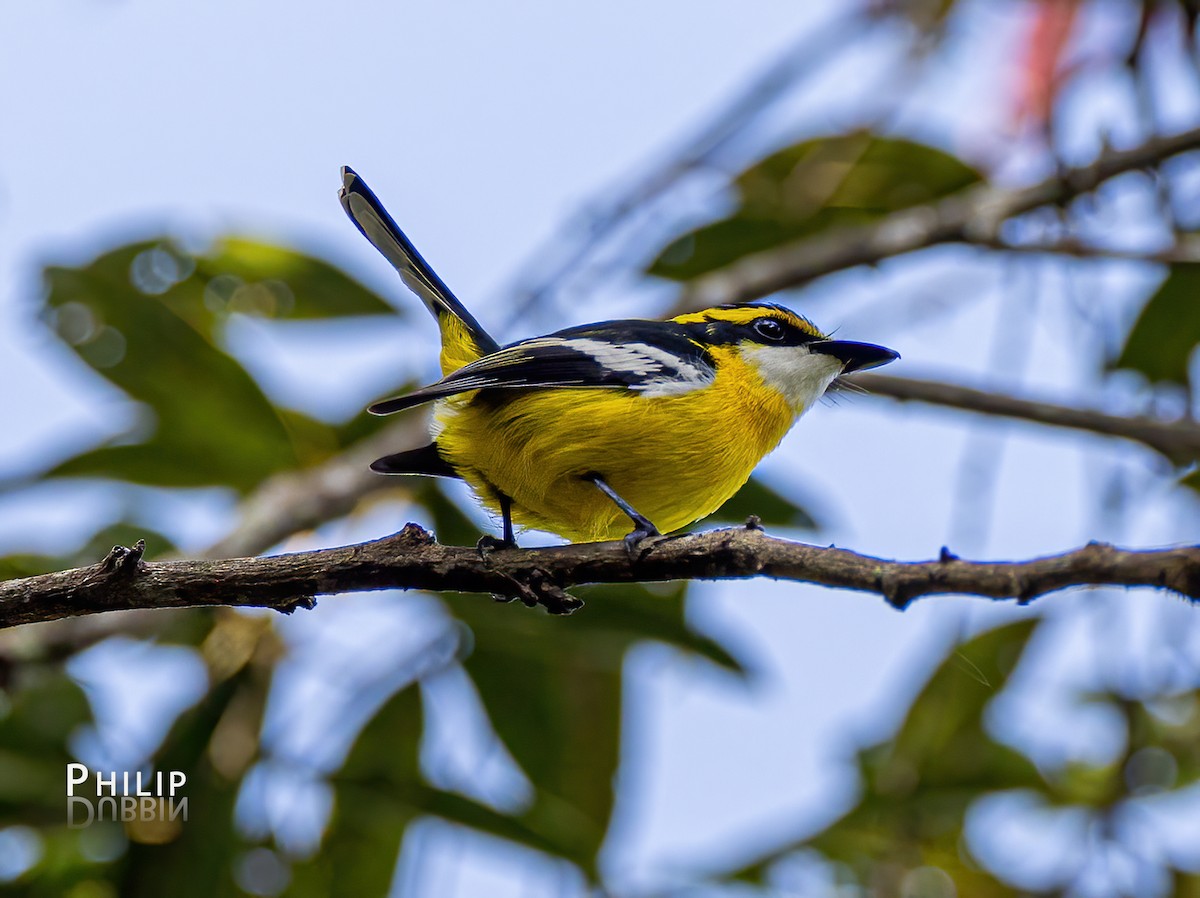 Yellow-breasted Boatbill - ML620289457