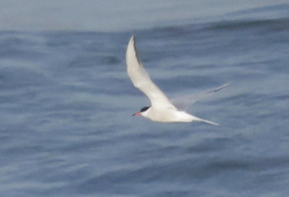 Common Tern - ML620289458