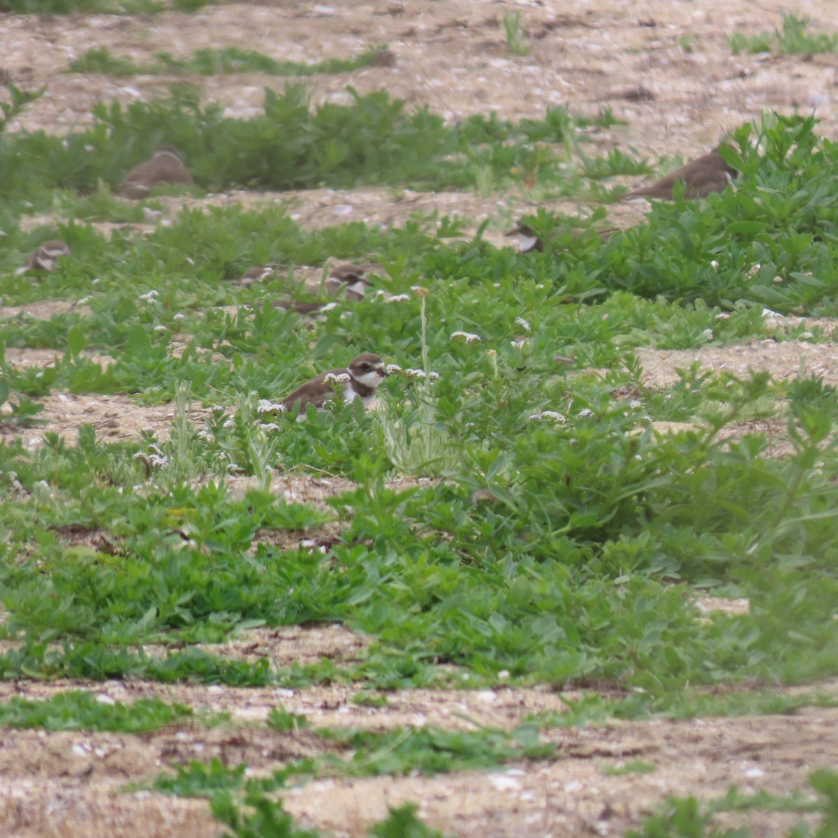 Semipalmated Plover - ML620289459