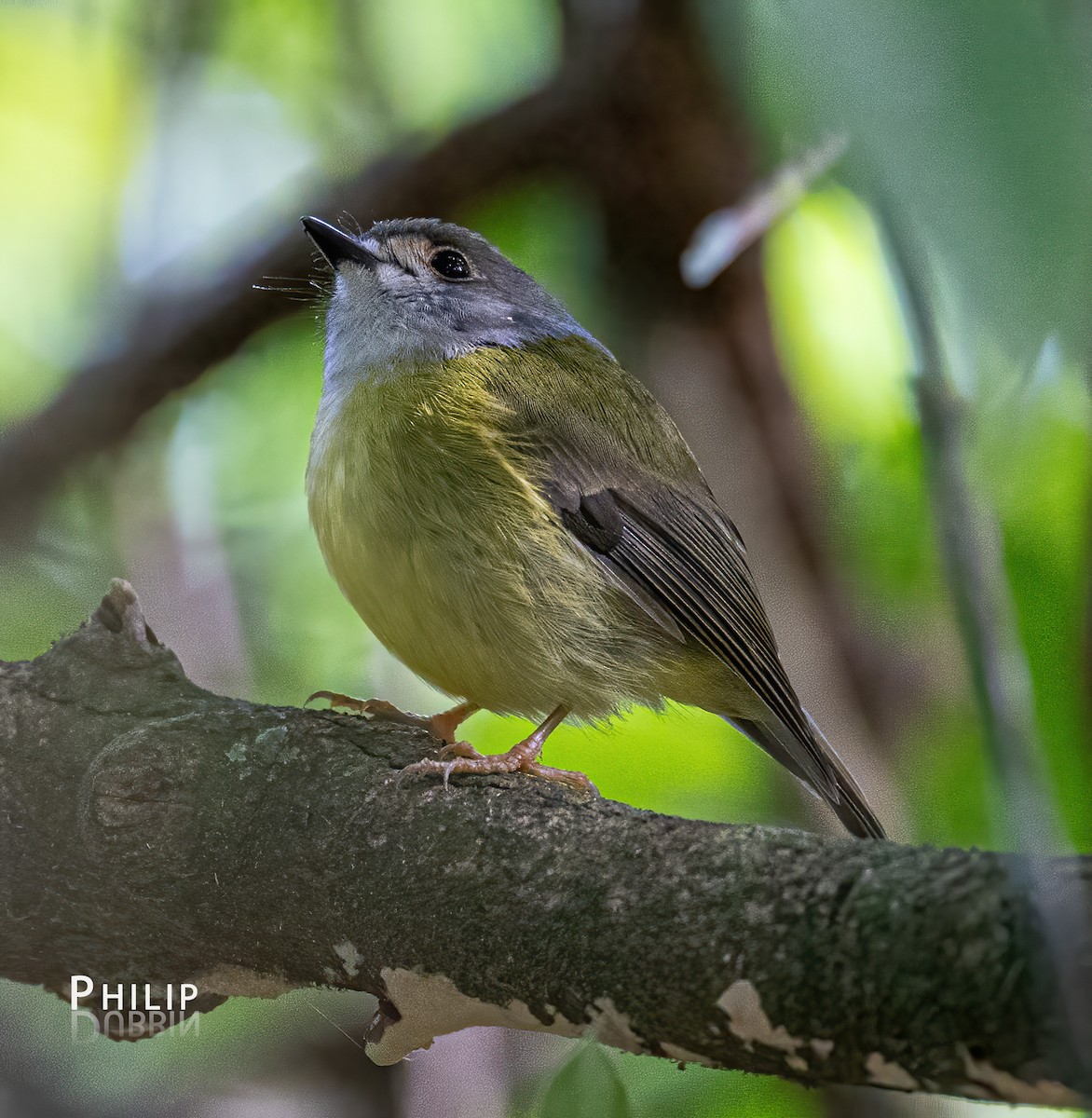 Pale-yellow Robin - ML620289460