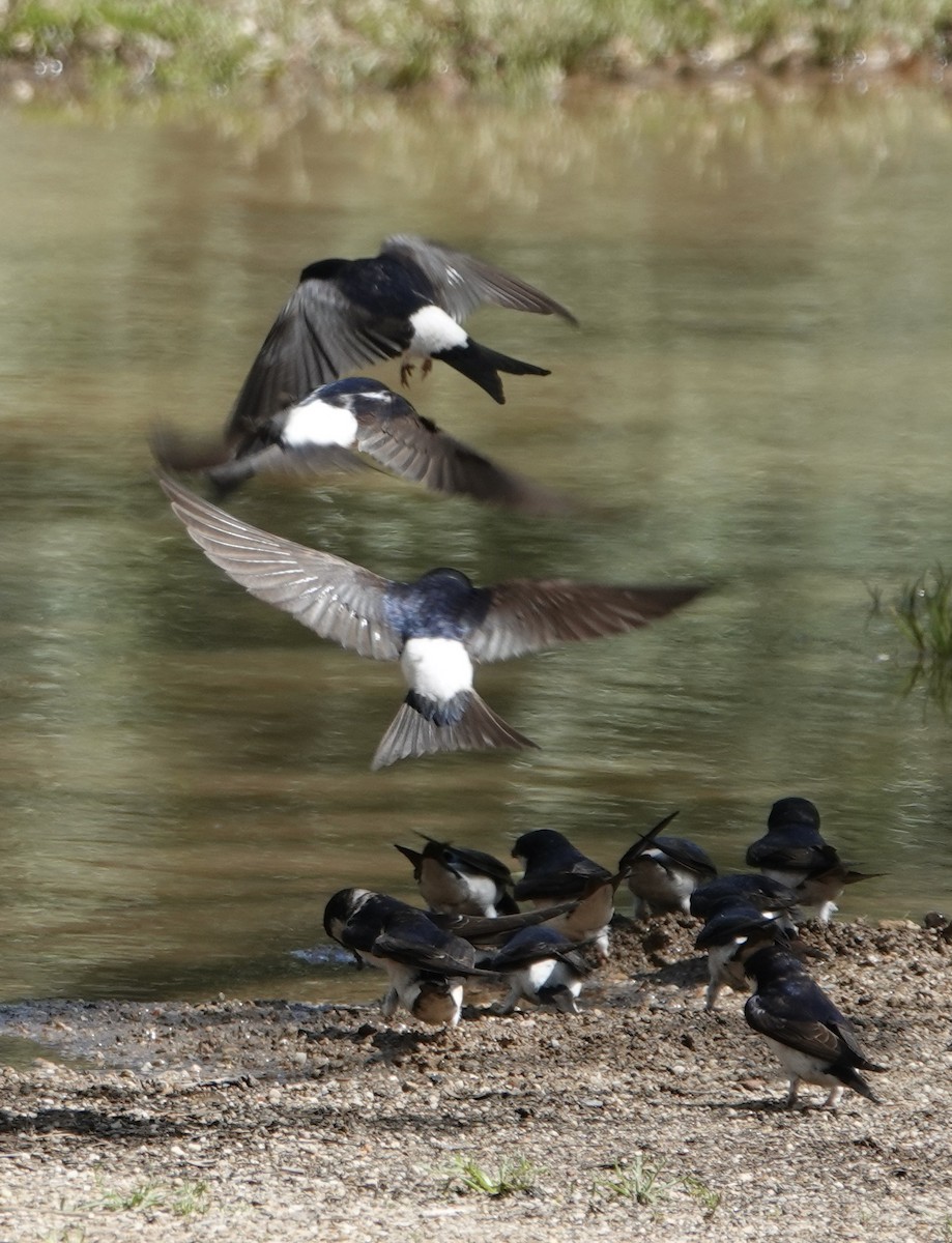 Western House-Martin - ML620289463