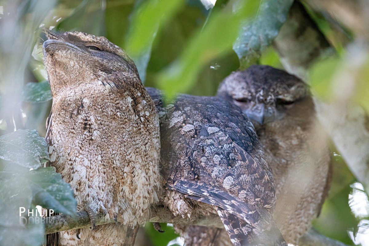 Papuan Frogmouth - ML620289464