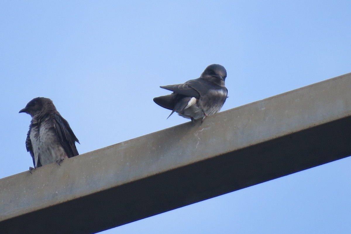 Golondrina Purpúrea - ML620289468