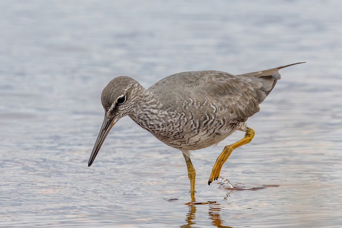 Wandering Tattler - ML620289469