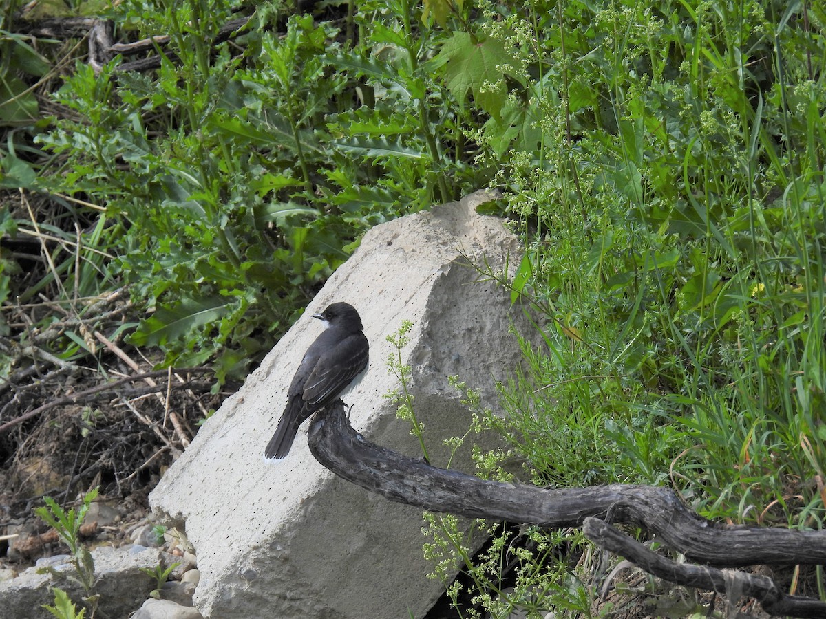 Eastern Kingbird - ML620289470