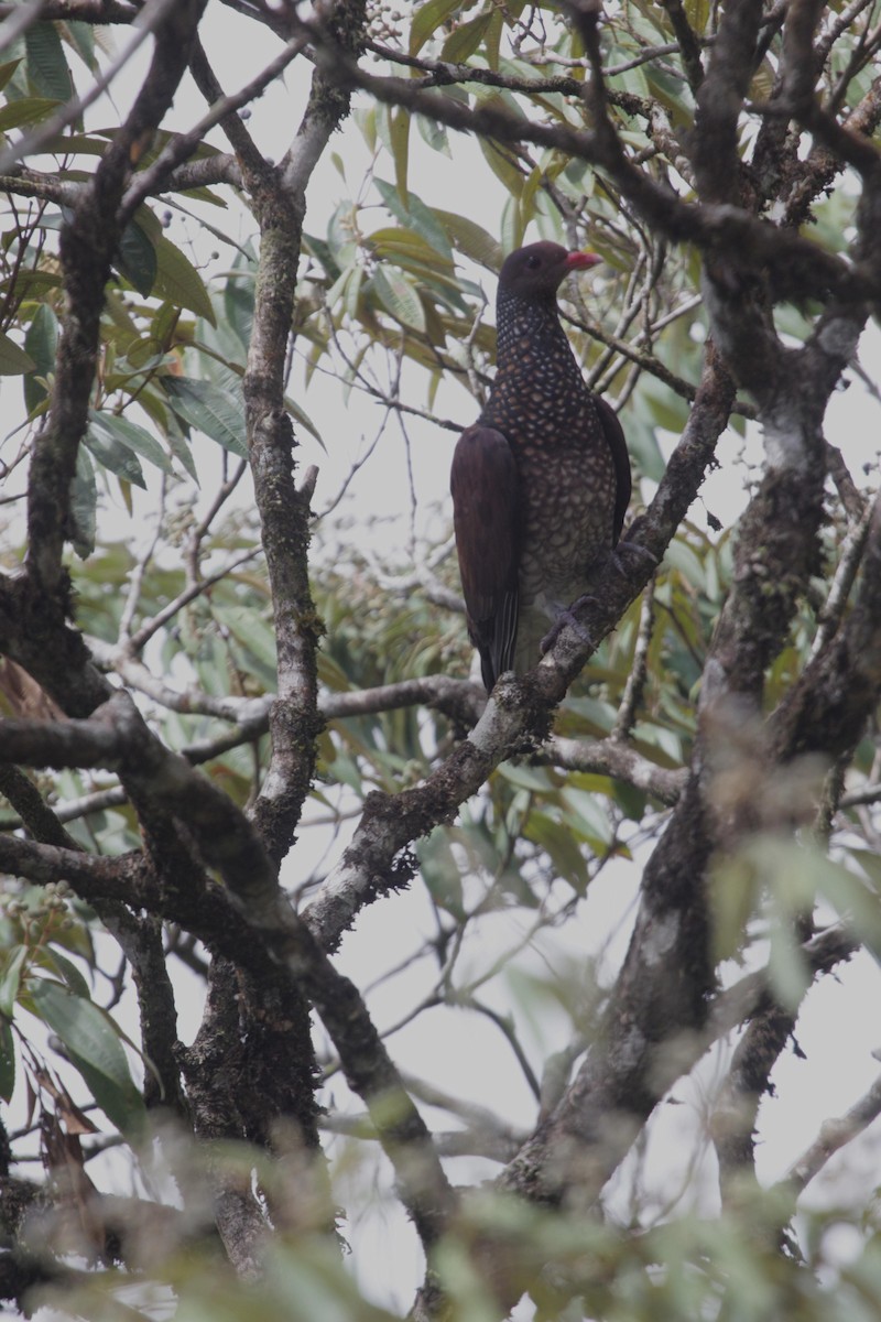 Scaled Pigeon - ML620289471