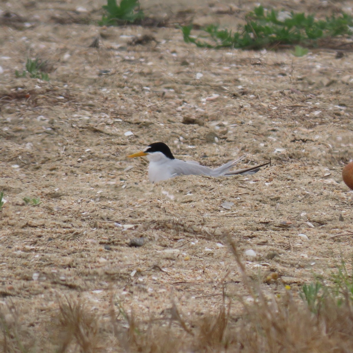 Least Tern - ML620289472