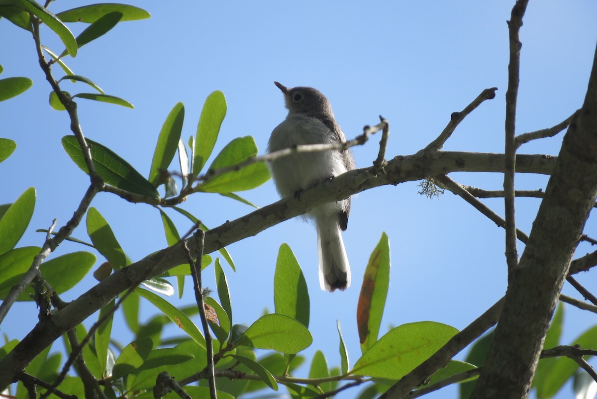 Blue-gray Gnatcatcher - ML620289474