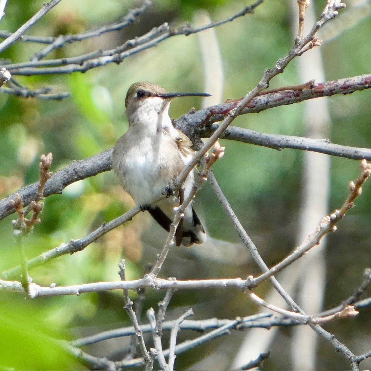 Black-chinned Hummingbird - ML620289477
