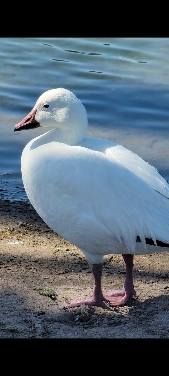 Snow Goose - ML620289478