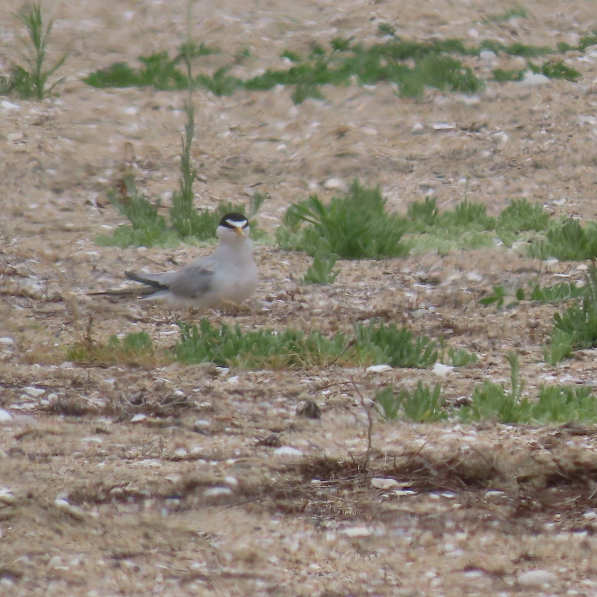 Least Tern - ML620289480