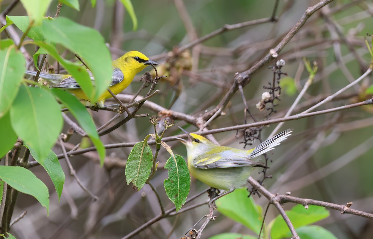 gullvingeparula x blåvingeparula (F1 hybrid) - ML620289487