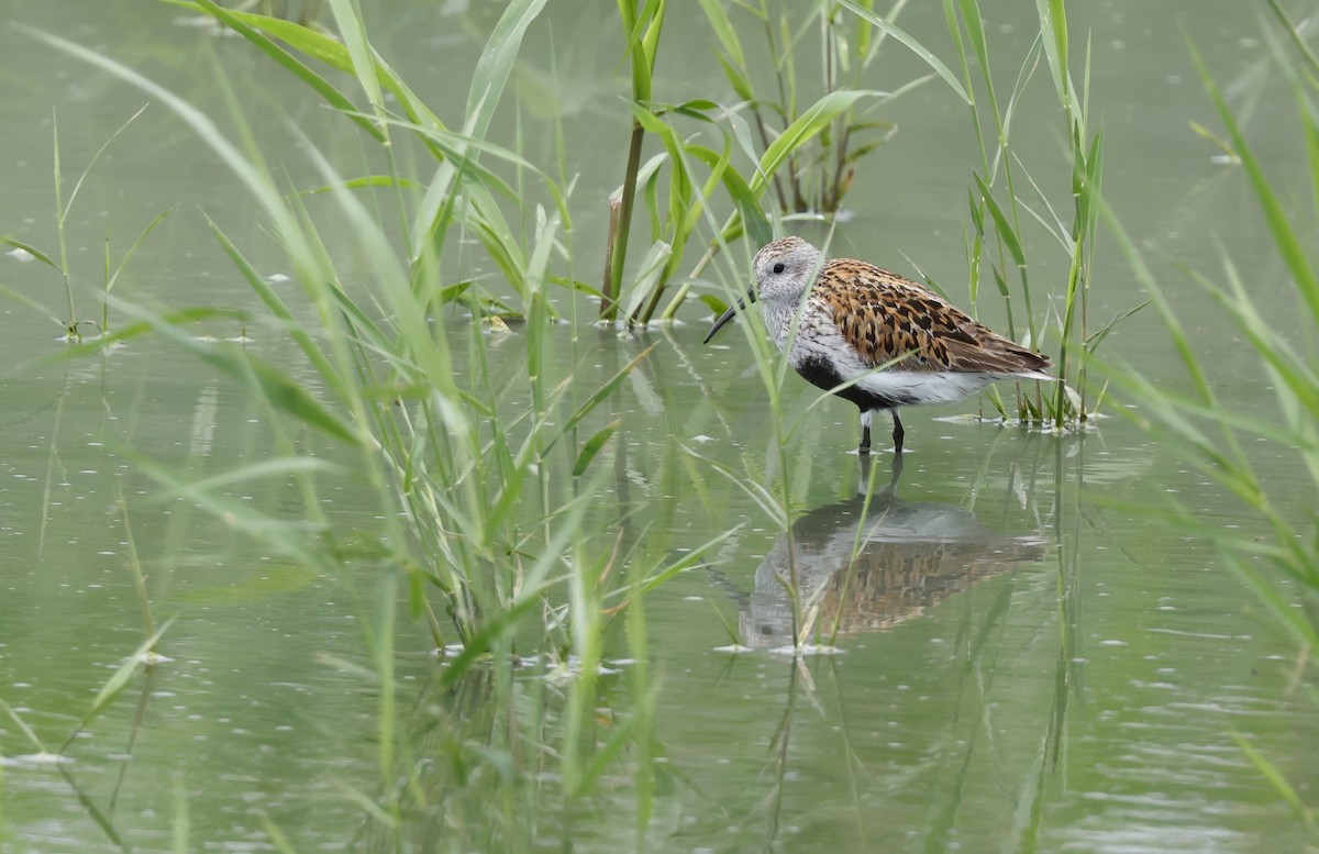 Dunlin - ML620289489