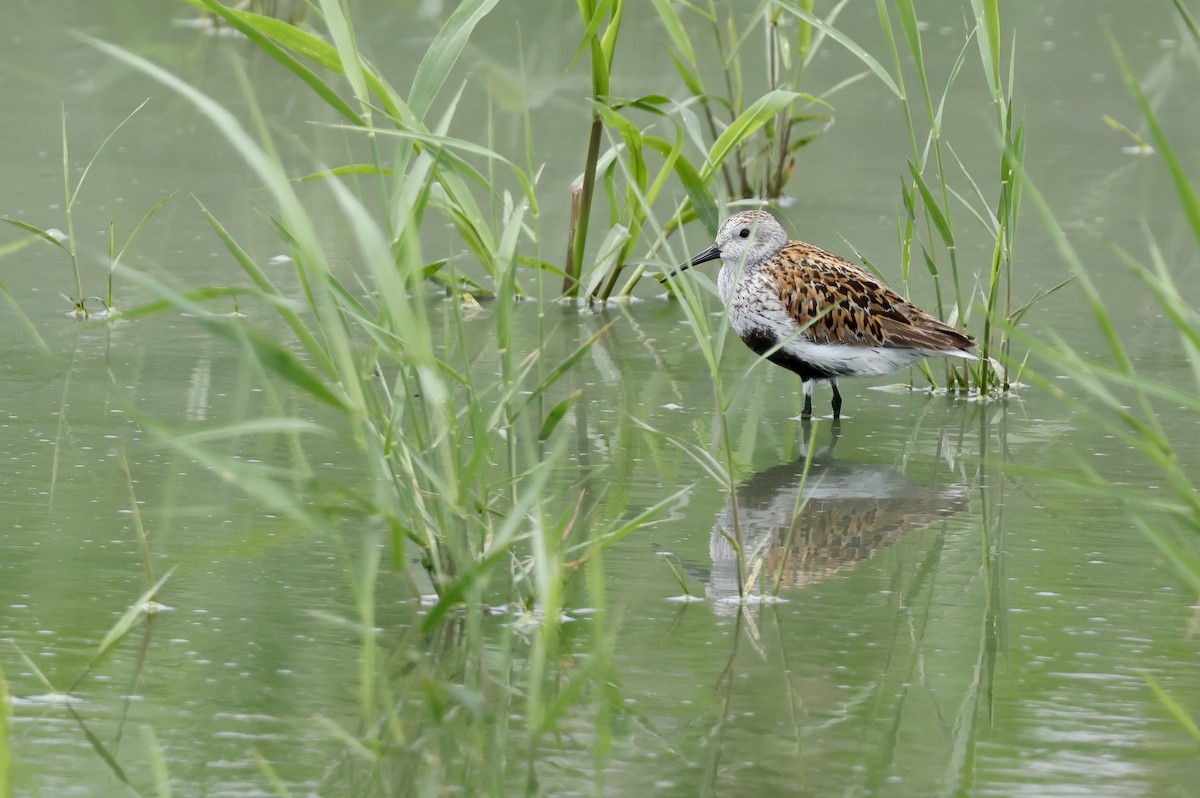 Dunlin - ML620289490