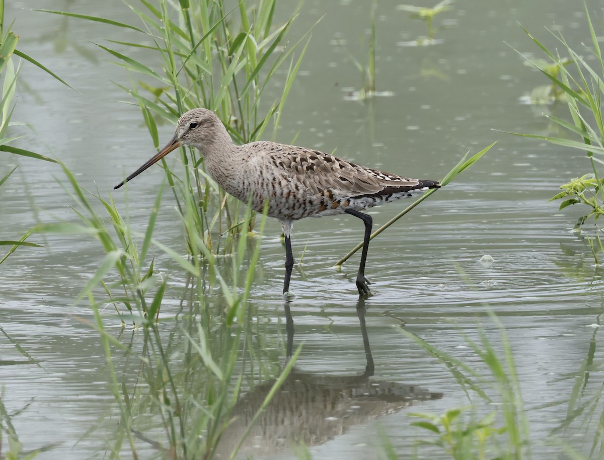 Hudsonian Godwit - ML620289492