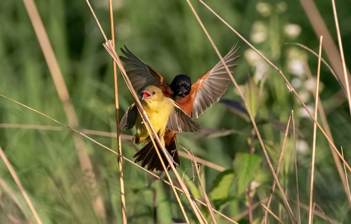 Orchard Oriole - ML620289498