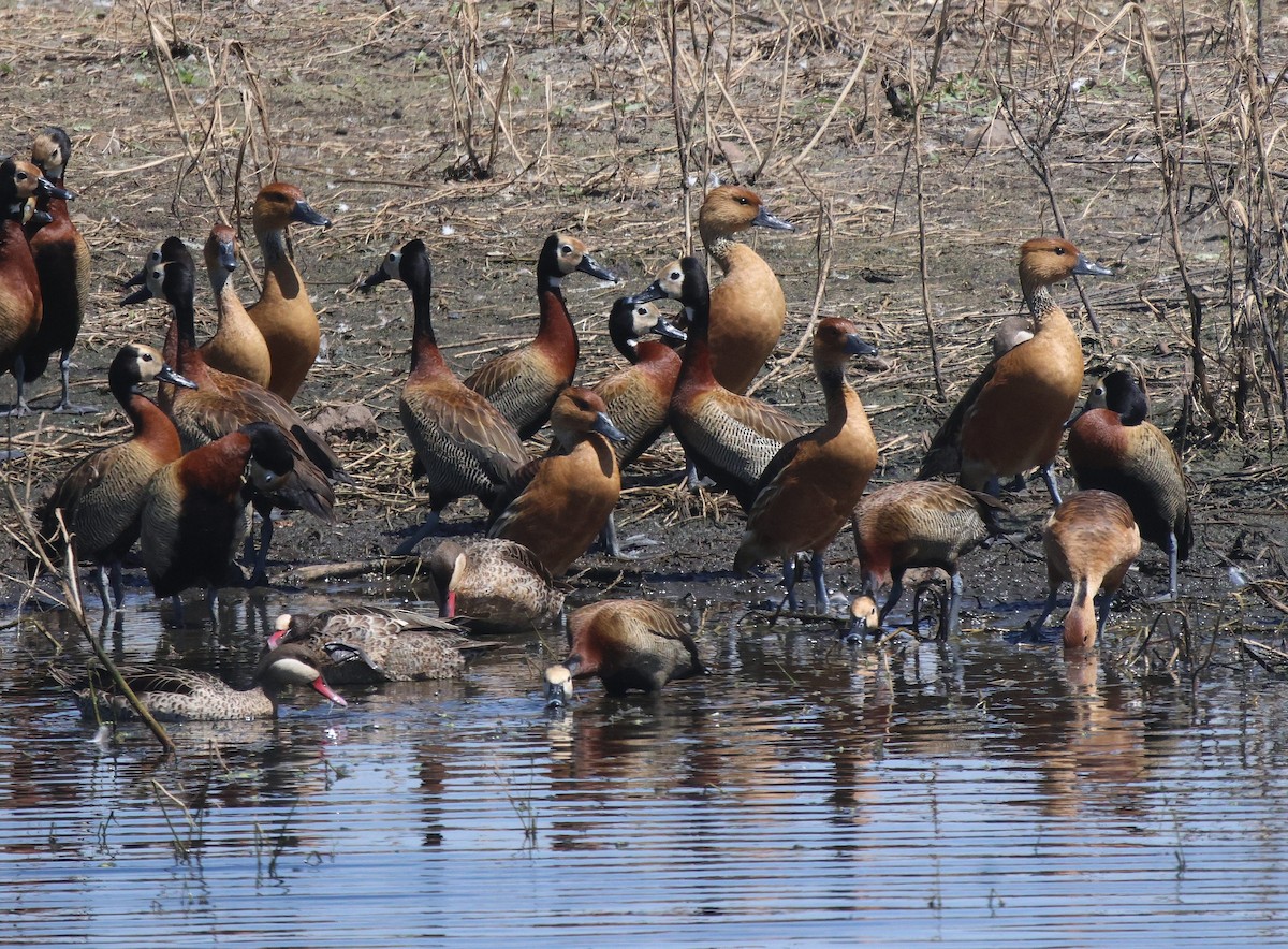 Fulvous Whistling-Duck - ML620289506