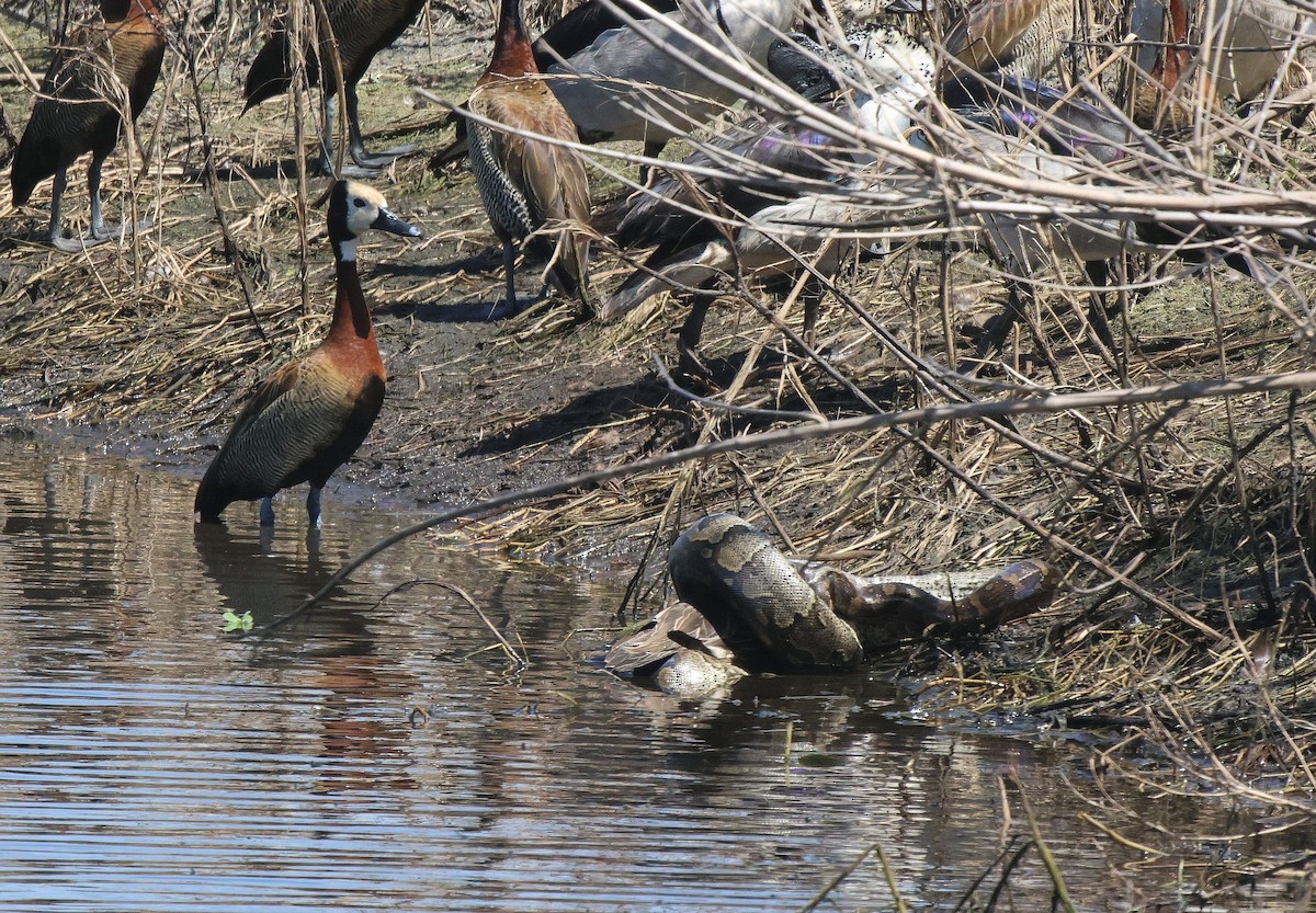 White-faced Whistling-Duck - ML620289508