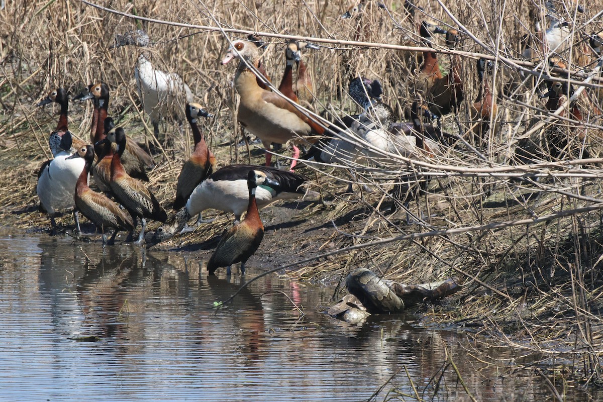 White-faced Whistling-Duck - ML620289509