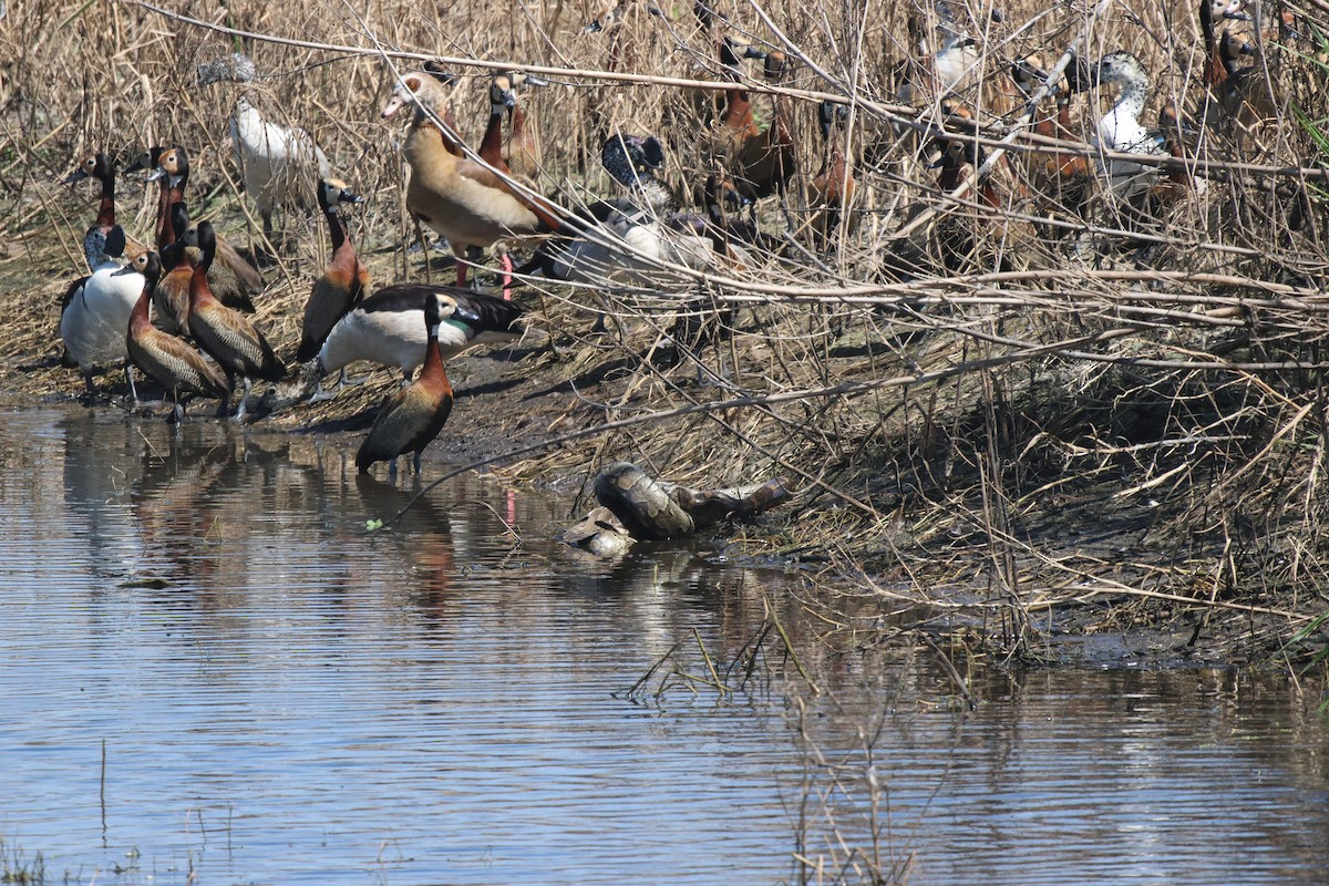 White-faced Whistling-Duck - ML620289510