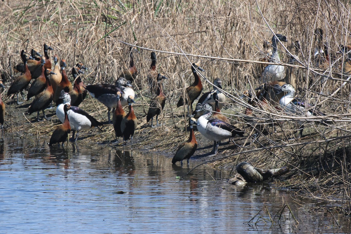 White-faced Whistling-Duck - ML620289511