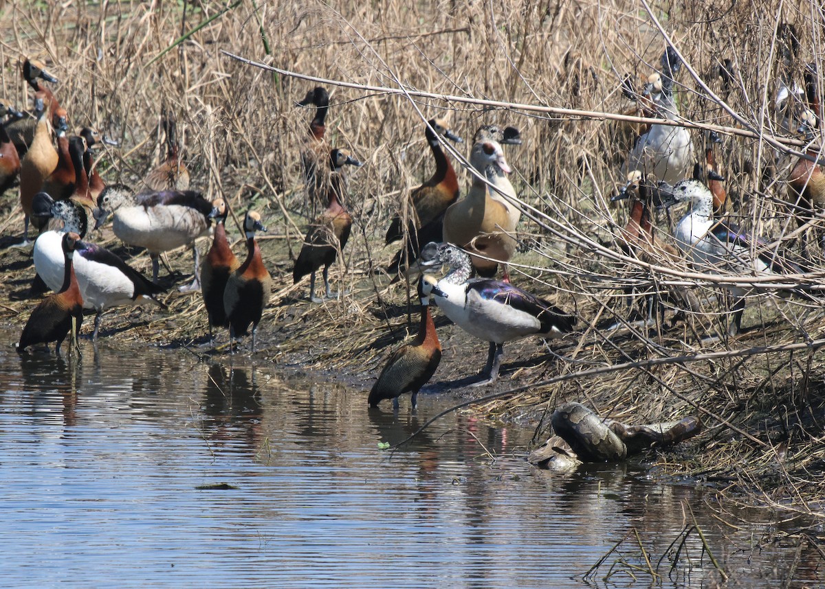 White-faced Whistling-Duck - ML620289512