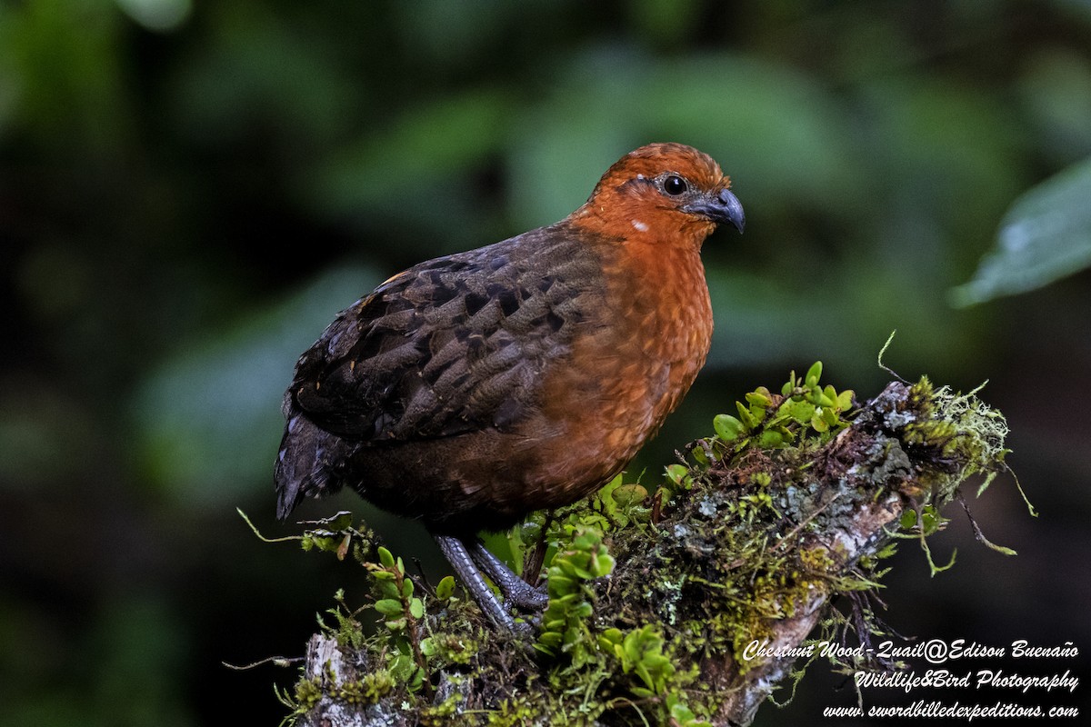 Chestnut Wood-Quail - ML620289518