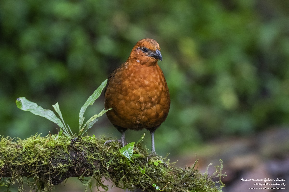 Chestnut Wood-Quail - ML620289519