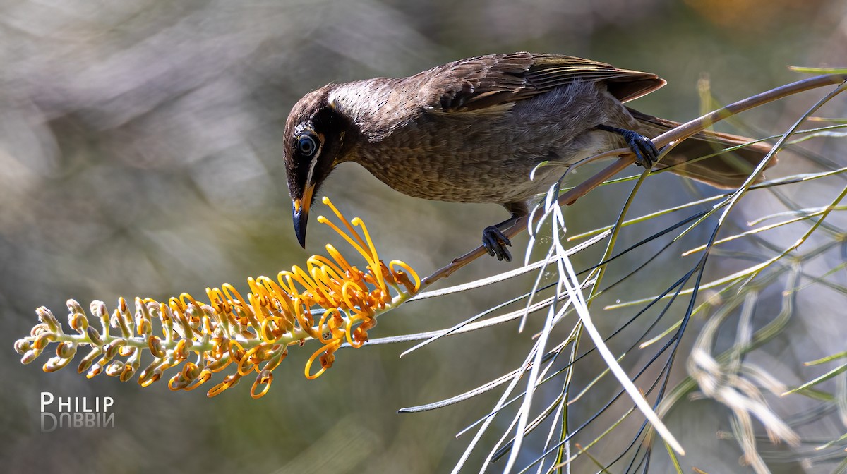 Bridled Honeyeater - ML620289524