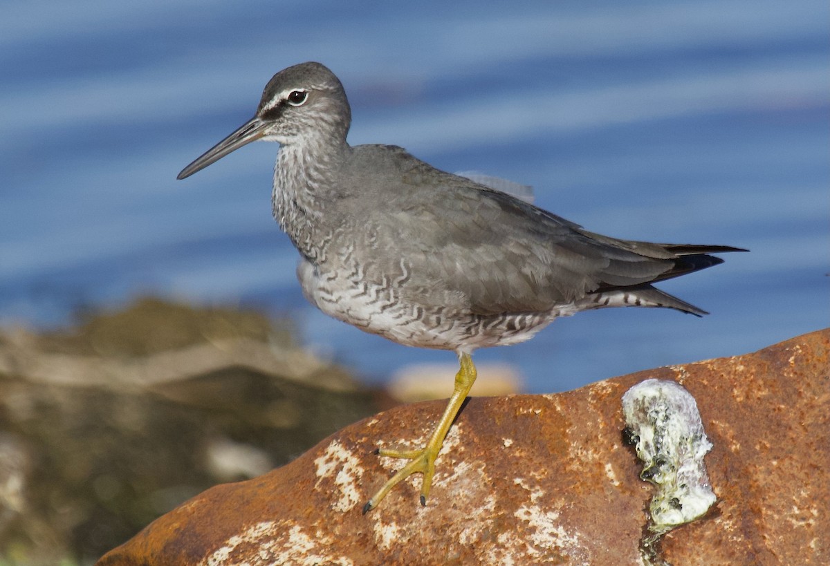 Wandering Tattler - ML620289527